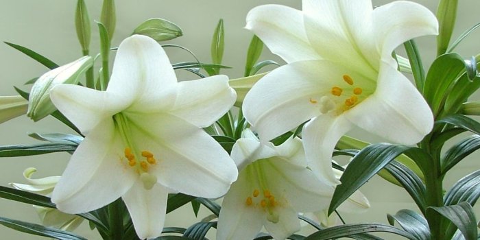 1280x1024 Desktop Wallpapers » Flowers Backgrounds » White Lily in Plant » www
