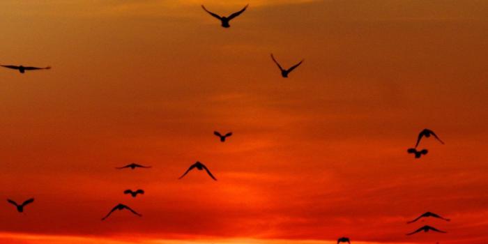 1440x2560 Birds in Sunset Wallpaper - iPhone, Android & Desktop Backgrounds