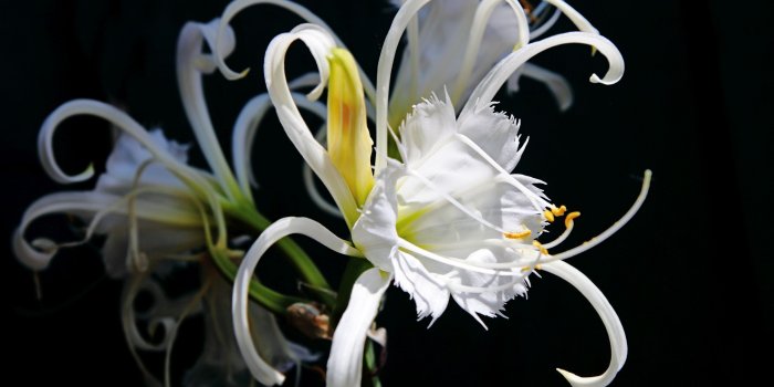 2560x1600 Interesting white lily wallpaper - Flower wallpapers - #52420