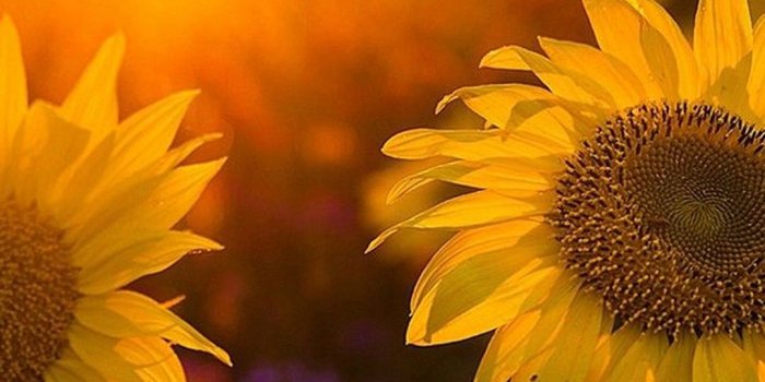 1080x1920 Android Wallpaper Sunset - 2019 Android Wallpapers