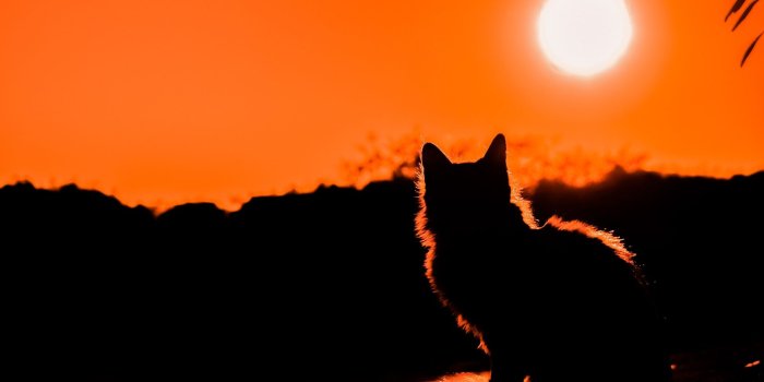 1920x1080 Sunset Cat Shadow Wallpaper - Wallpaper Stream