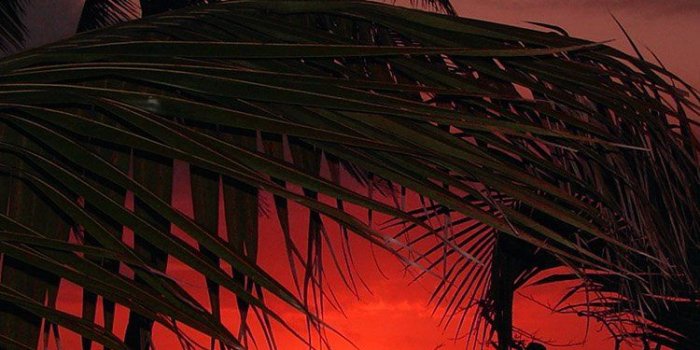 750x1334 iPhone6papers.com | iPhone 6 wallpaper | nk21-beach-sunset-sea-tree