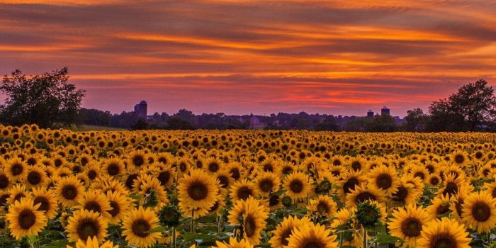 1080x1920 Sunflowers Field Sunset Wallpaper - [1080x1920]
