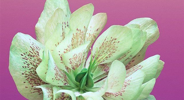 640x1385 Nature Pure Aesthetic Beautiful Flower Plant Pattern iPhone X