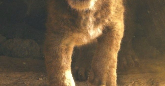 670x1192 Lion King 2019 Wallpapers