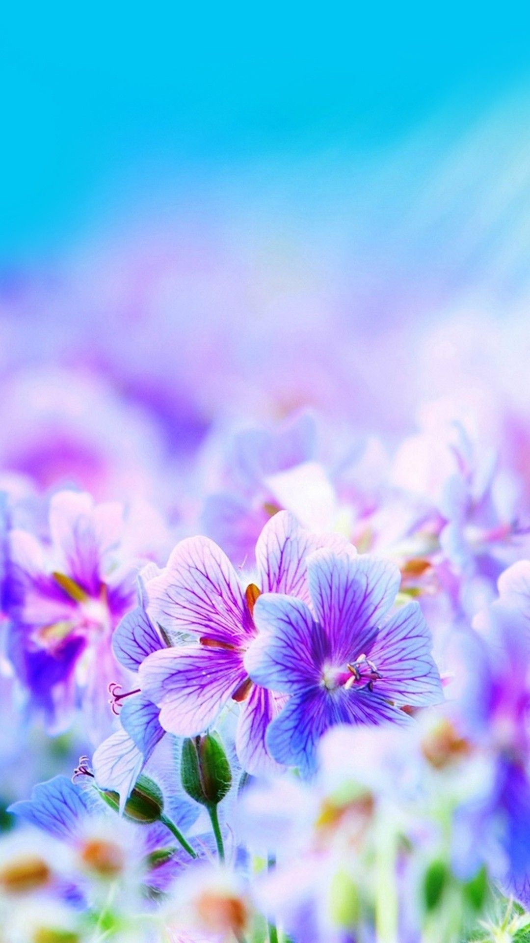 1080x1920 63+ Beautiful Flowers Wallpapers on WallpaperPlay
