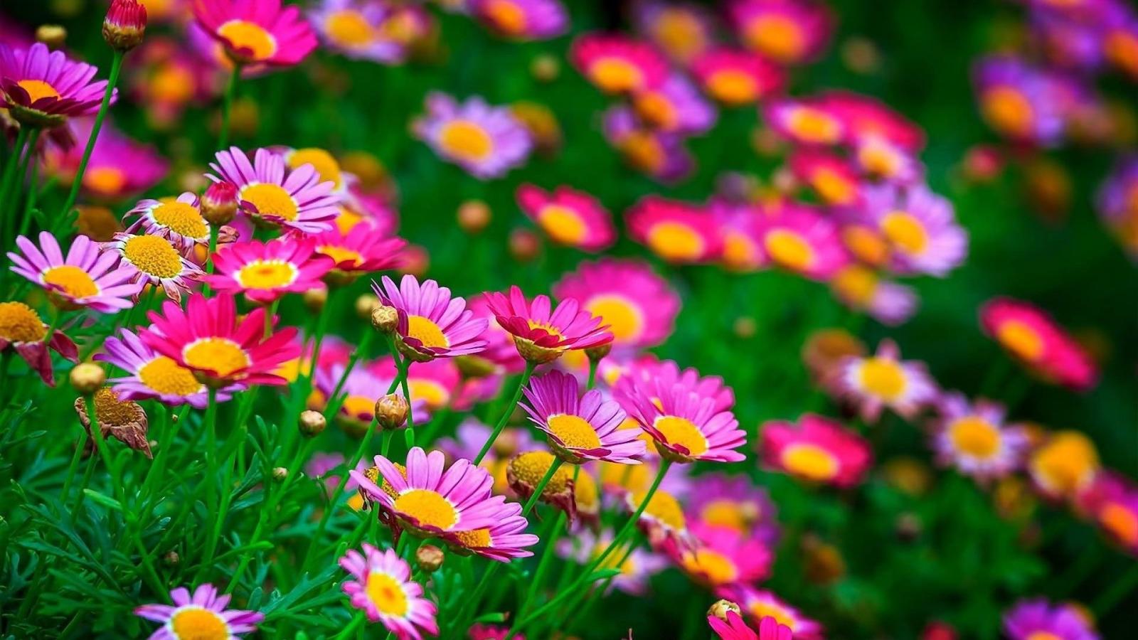 1920x1080 Beautiful Flowers Wallpaper (60+ images)