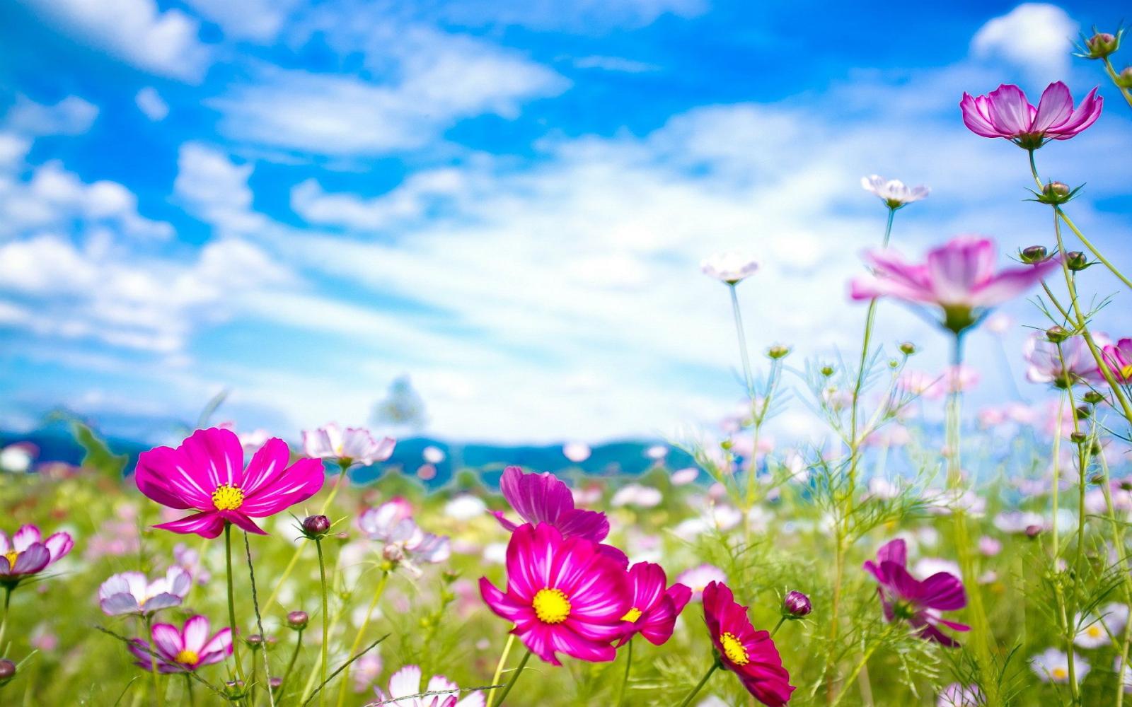 1920x1200 Most Beautiful Flowers Wallpaper YouTube 1920x1200