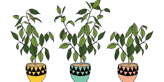 1601x1201 Plants Aesthetic PC Wallpapers - Top Free Plants Aesthetic PC