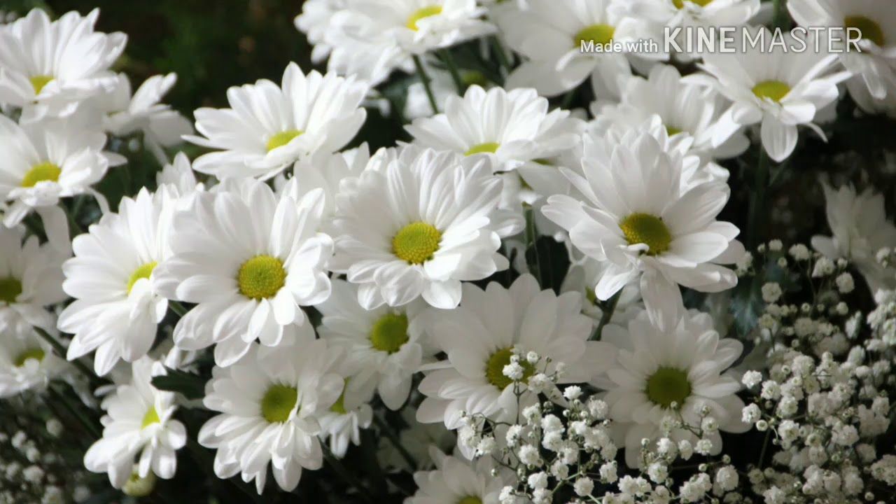 1280x720 Most beautiful flowers wallpapers, images, videos, hd, whatsapp love status