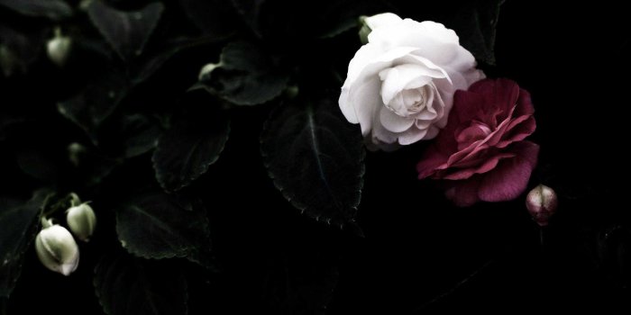 2880x1800 62+ Black Roses Wallpapers on WallpaperPlay