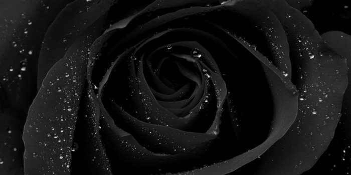 1600x1200 Black Rose Wallpapers