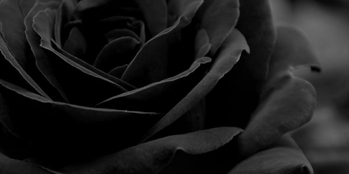 1920x1200 62+ Black Roses Wallpapers on WallpaperPlay