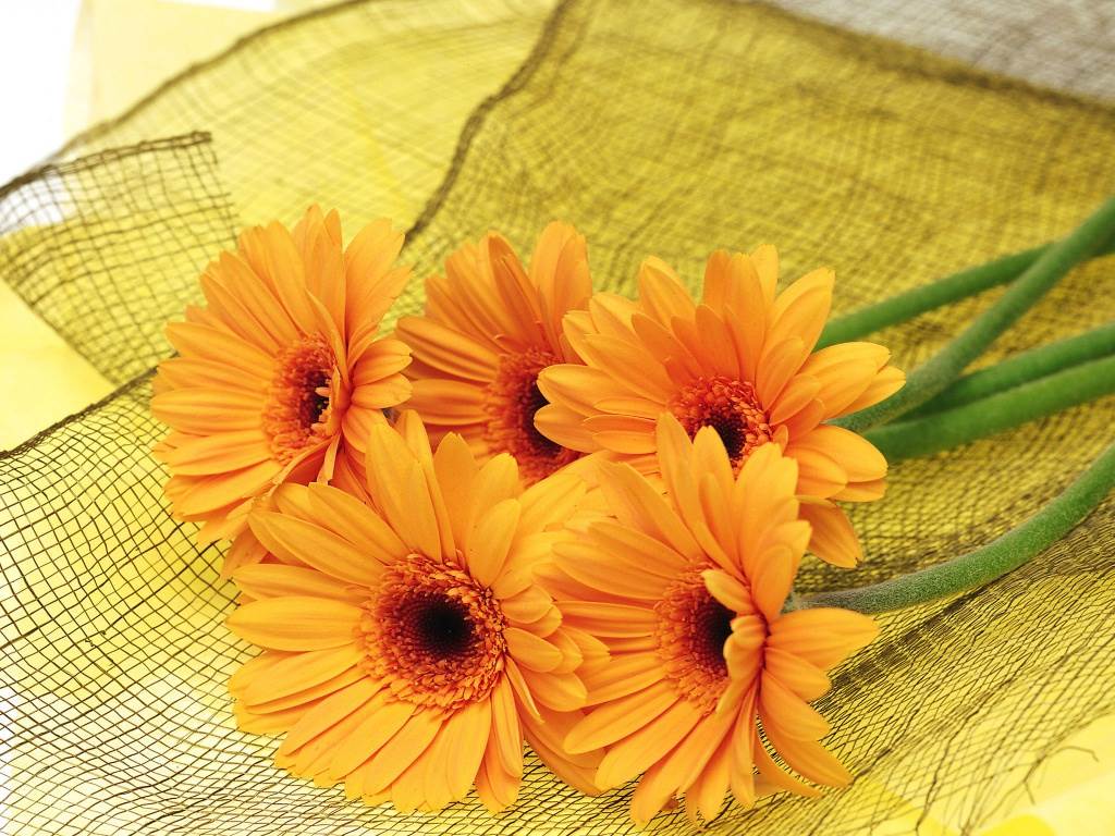 1024x768 Most Beautiful Flowers Wallpaper For Computer \uamp; Mobile 1024x768