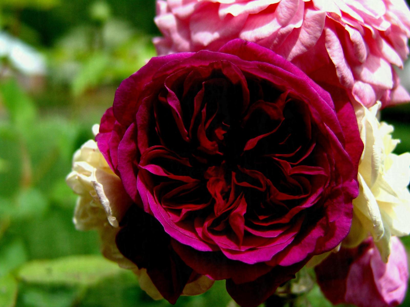 3264x2448 World S Most Beautiful Flowers Wallpapers Hd For Best - English