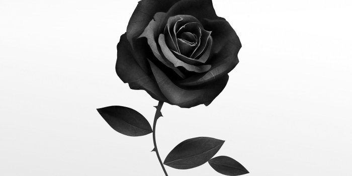 1920x1200 Black Rose Wallpapers Images Photos Pictures Backgrounds