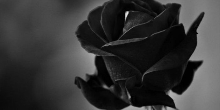 1280x1024 Black Rose Wallpapers - Top Free Black Rose Backgrounds