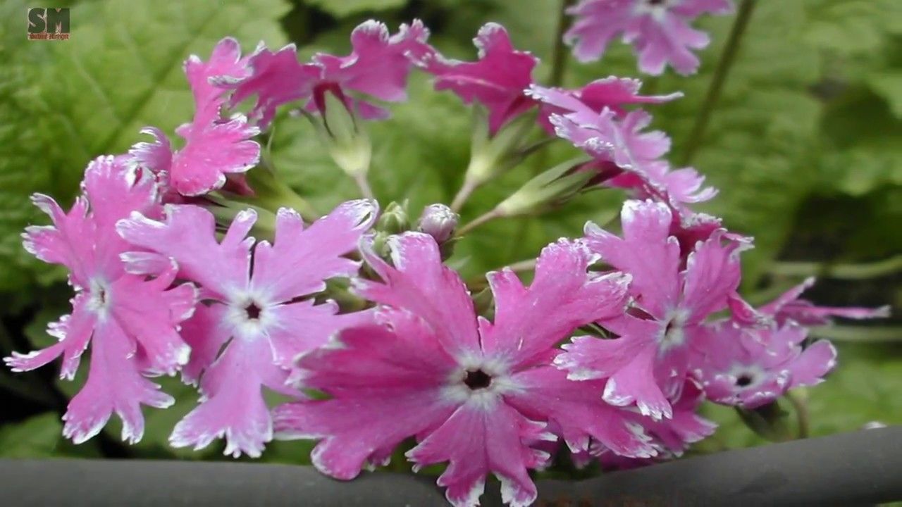 1280x720 Top 10 Most Beautiful Flowers In Japan, Amazing Flowers Wallpaper Desktop,  Amazing Image Wallpaper