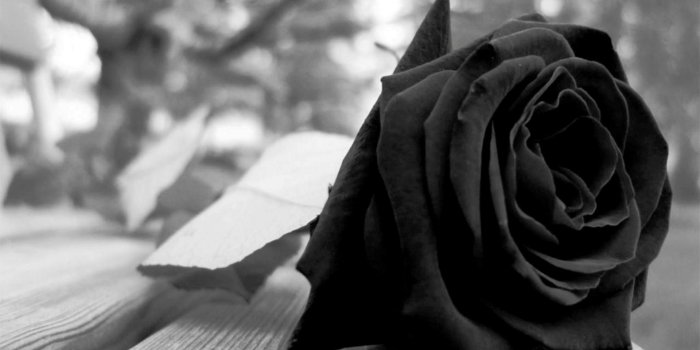 1920x1200 62+ Black Roses Wallpapers on WallpaperPlay