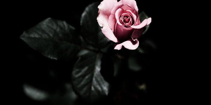 2880x1800 Black Roses Wallpaper (64+ images)