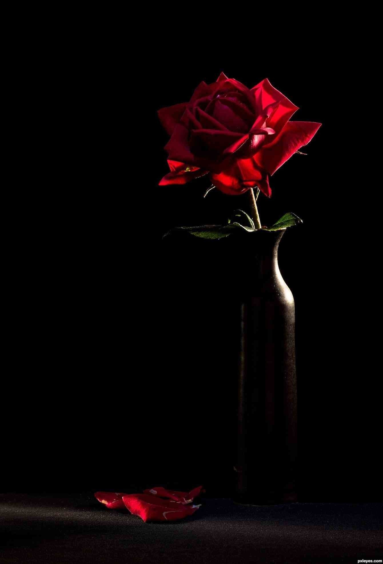 1340x1975 62+ Black Roses Wallpapers on WallpaperPlay