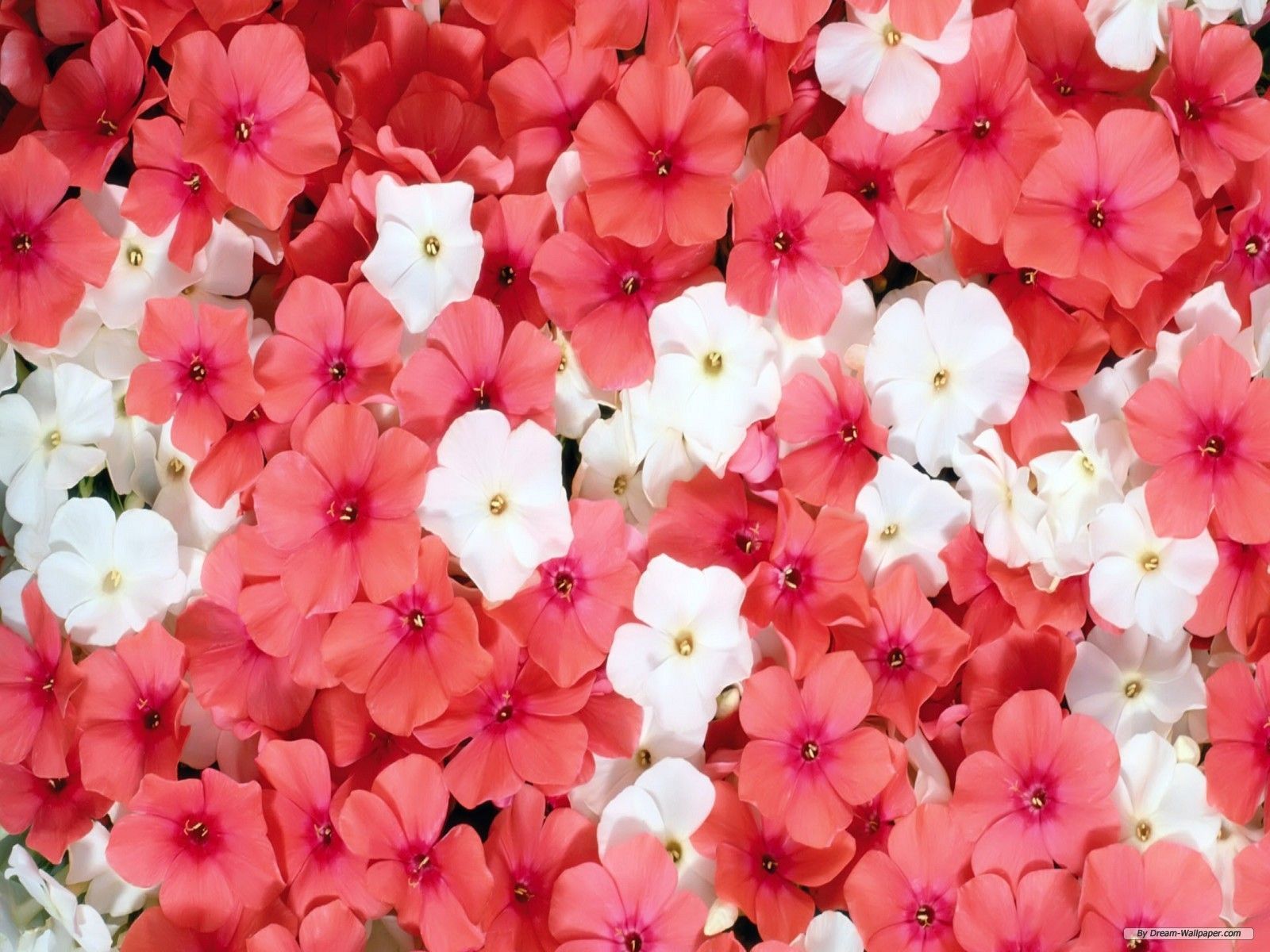 1600x1200 beautiful flowers | BeautyFul Flowers: beautiful flowers background