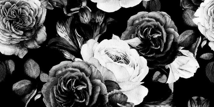 1000x1000 Black Rose Wallpaper Mural | 41 Orchard