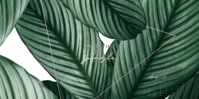 2560x1440 Plant Wallpapers