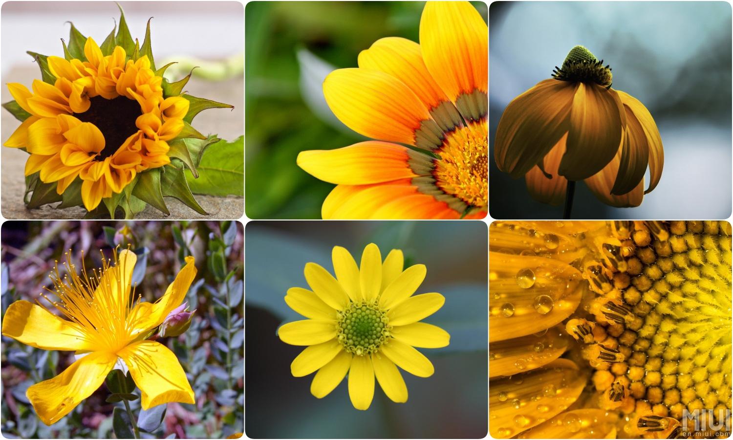 1500x900 Most Beautiful Flowers Wallpapers Group (57+), Download for free