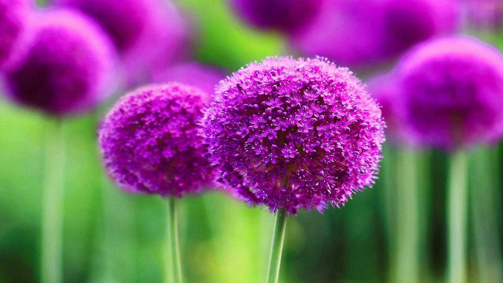 1920x1080 Group of Most Beautiful Hd Flower Wallpapers