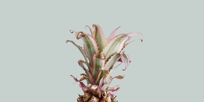 1400x875 Free Summer Desktop Wallpapers | The Lovely Drawer