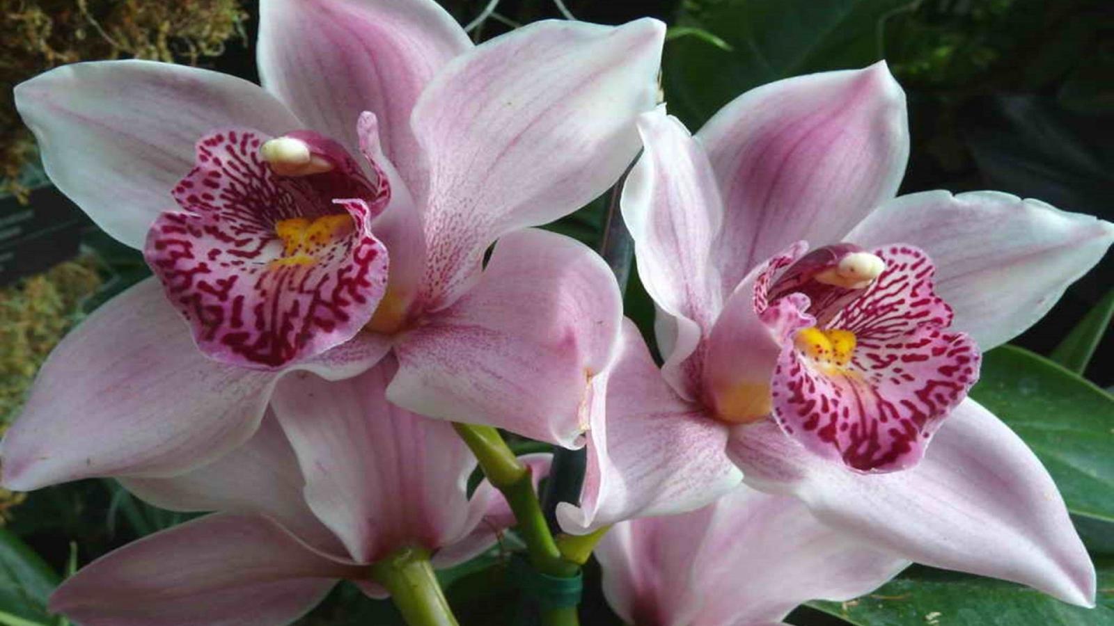 1920x1080 The Most Beautiful Flower In The World Hd Wallpaper : Wallpapers13.com