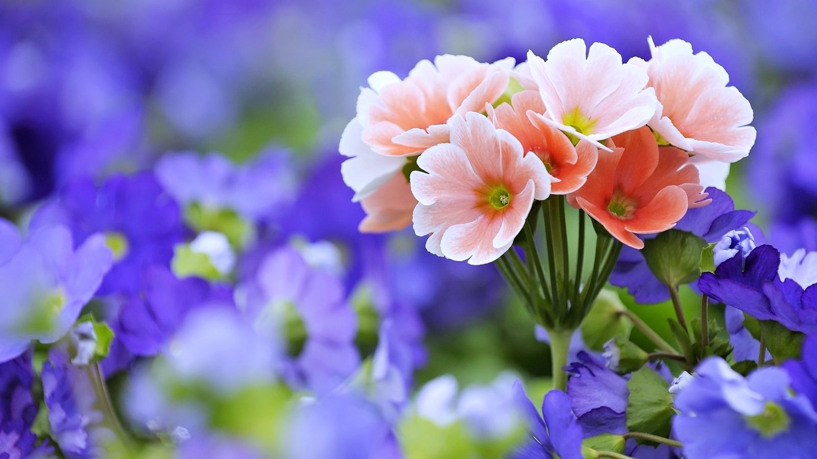 1600x900 Beautiful Flower Wallpapers (40 images) - Wallpaper Stream