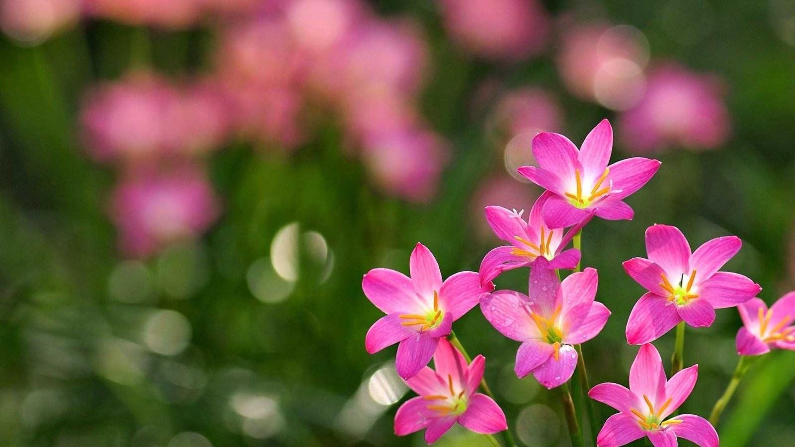 1920x1080 World'-s Top 100 Beautiful Flowers Images Wallpaper - Bisognerebbe
