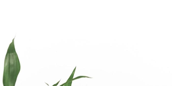 1000x1500 Plants with White Backgrounds | 45 best free background, white