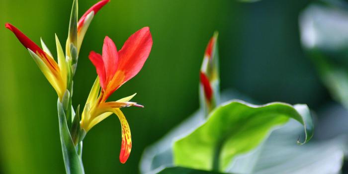 1920x1200 Plants & flowers Wallpaper