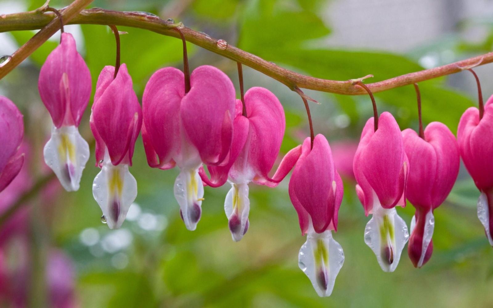 2560x1600 Most Beautiful Flowers Images Wallpaper - Flowers Healthy