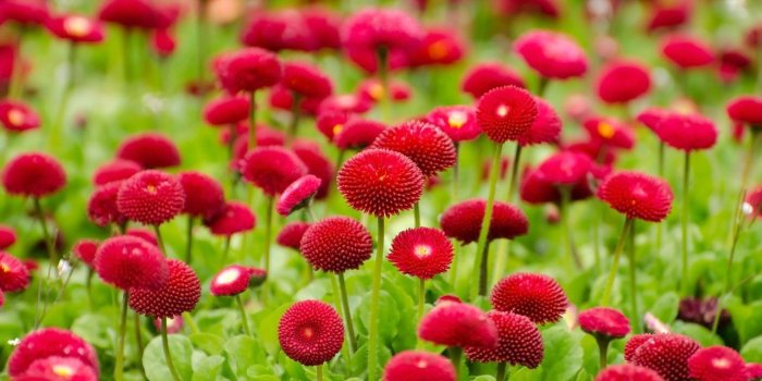 1280x847 HD Nature Wallpapers, View, Cute Desktop Images, Field, Nature