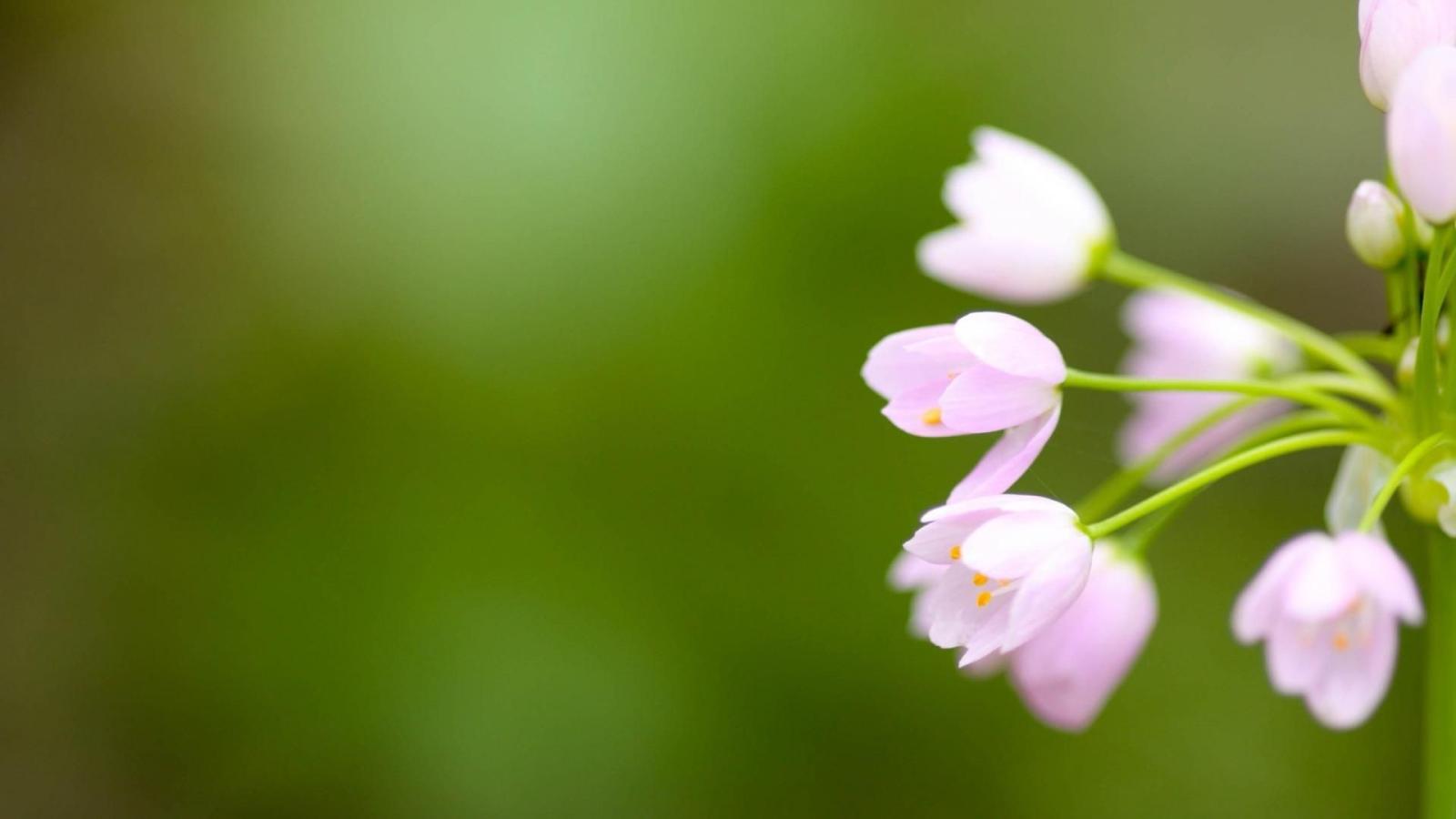 1920x1080 Beautiful flower wallpaper Gallery