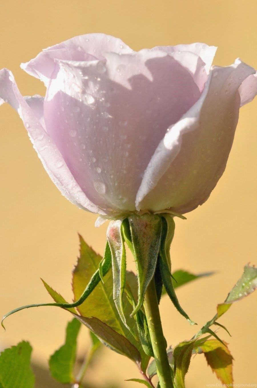 900x1355 World's Most Beautiful Flowers Wallpapers Desktop Background