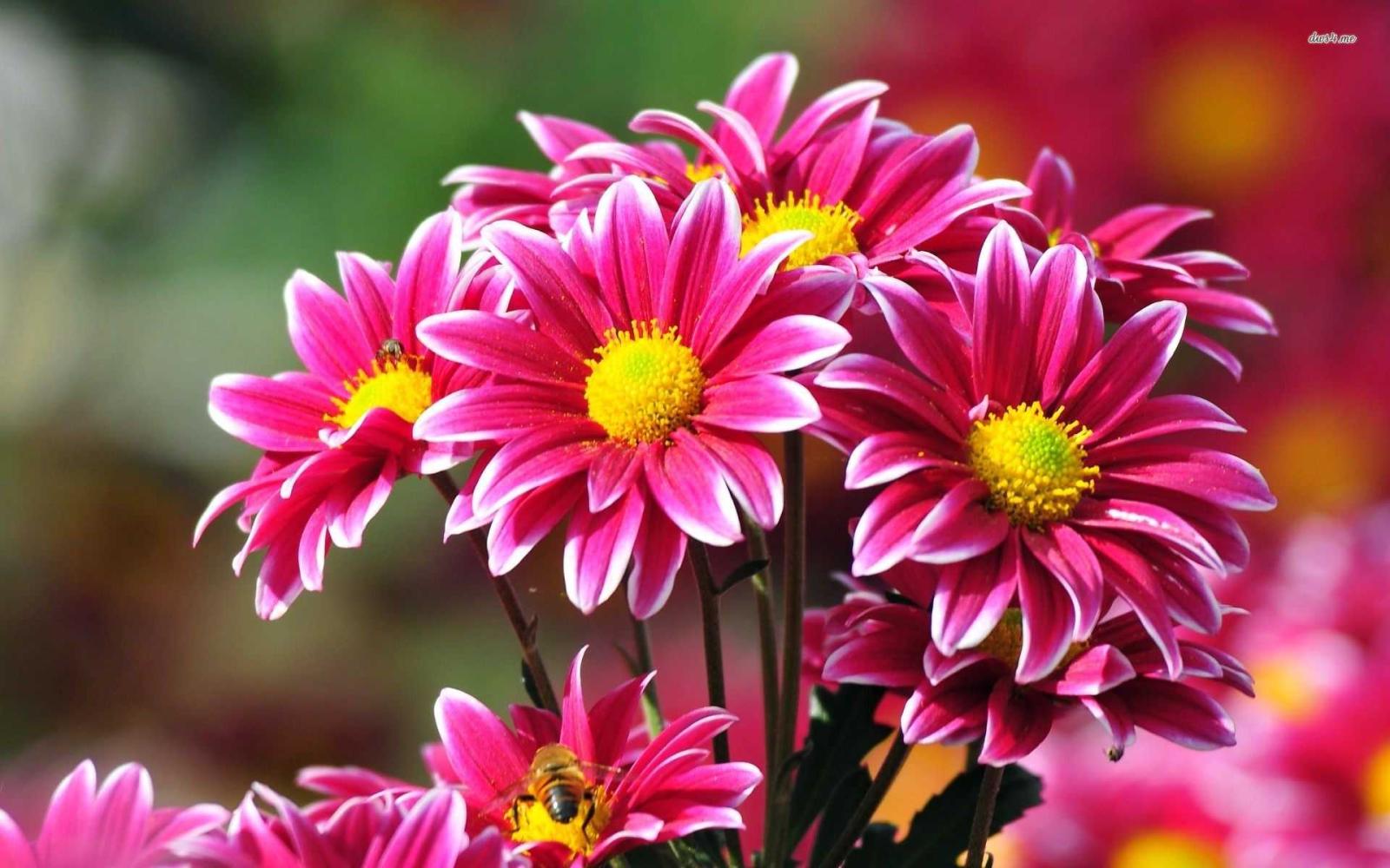 1920x1200 Most beautiful flowers wallpapers Gallery