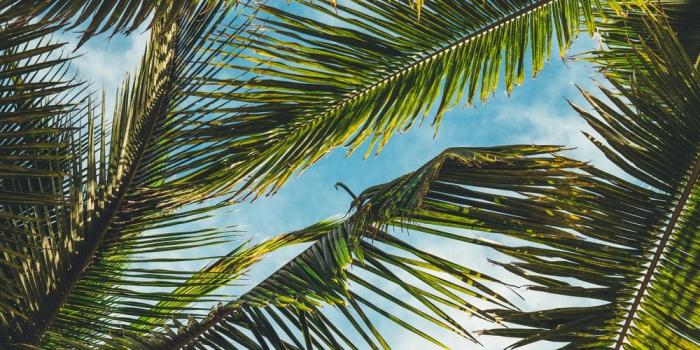 1000x1500 20+ Palm Tree Pictures [HD] | Download Free Images on Unsplash