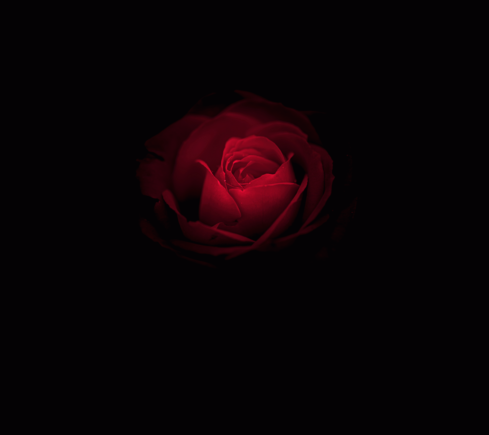 2880x2560 Wallpaper Rose flower, Red Rose, Huawei Mate RS, Porsche Design