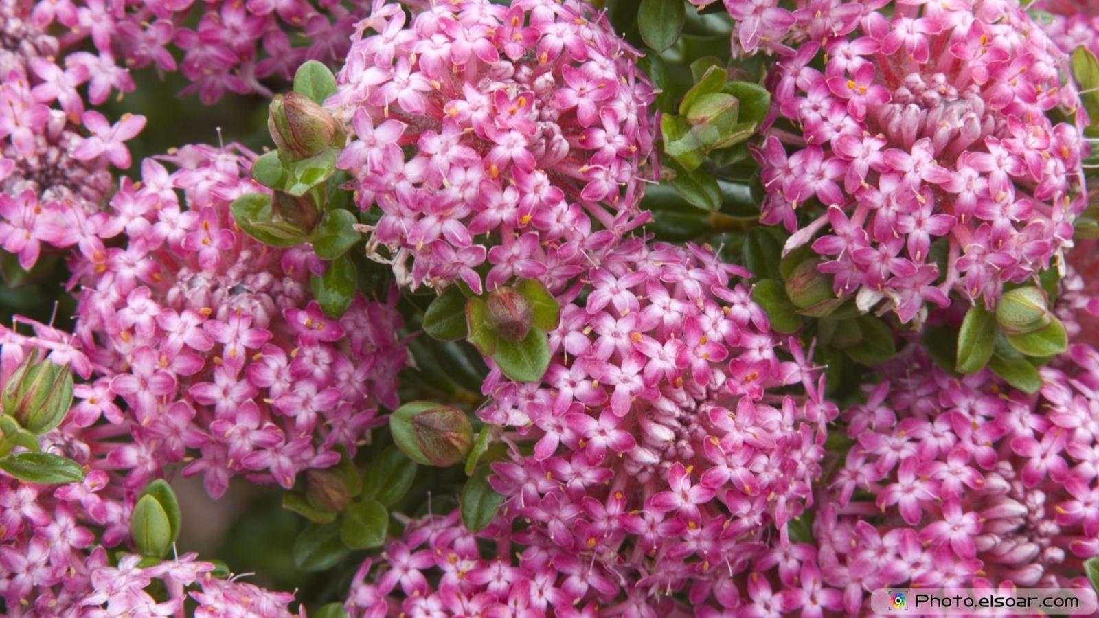 1920x1080 Group of Most Beautiful Flowers High