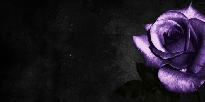 1920x1200 70+ Purple and Black Rose Wallpapers - Download at WallpaperBro