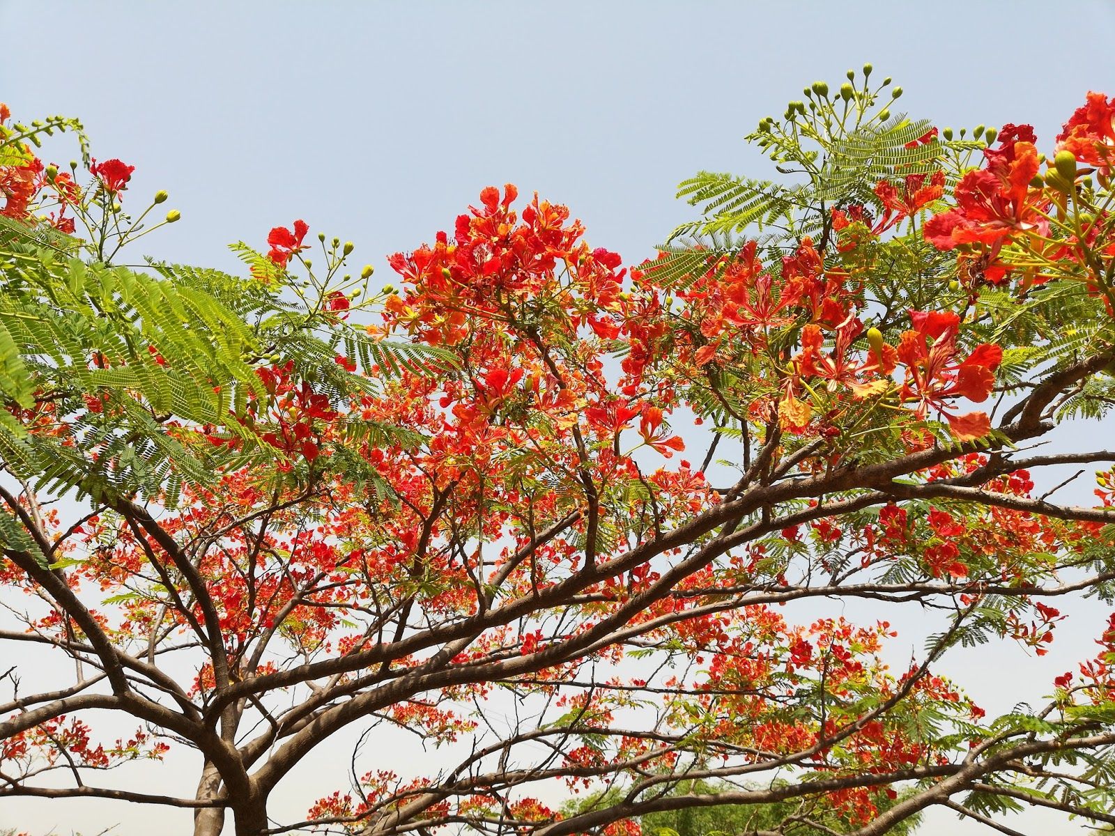 1600x1200 most beautiful flowers wallpapers red flowers - wellpaper images