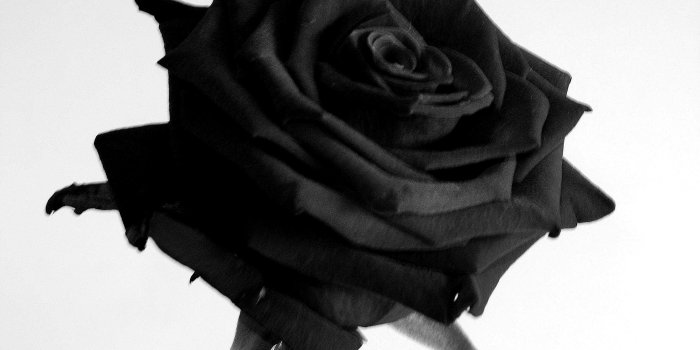 3072x2304 Black Rose Wallpaper Images (64+), Find HD Wallpapers For Free