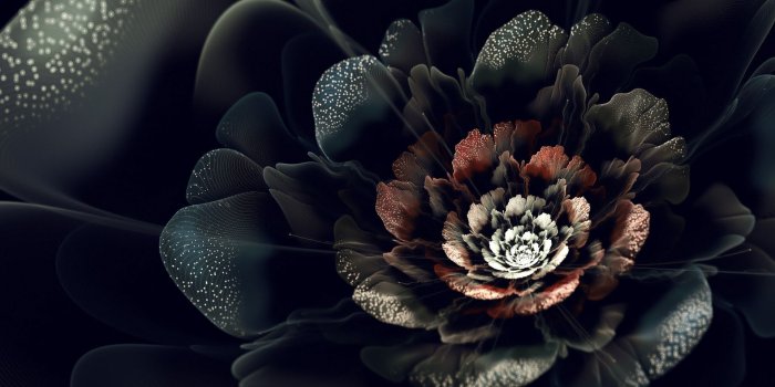 1920x1080 Black Rose Wallpaper HD
