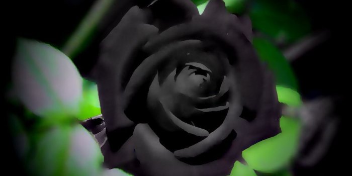 1024x768 Black rose wallpaper | Black rose wallpaper | Billi Bouden