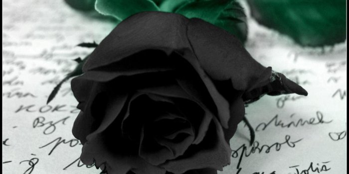 1440x900 Black Rose Wallpapers